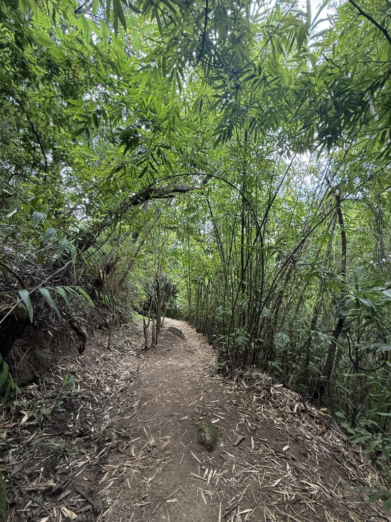 Narrow dirt path winding through dense, rain-soaked green bamboo and forest near Lake Atitlán in rainy season.