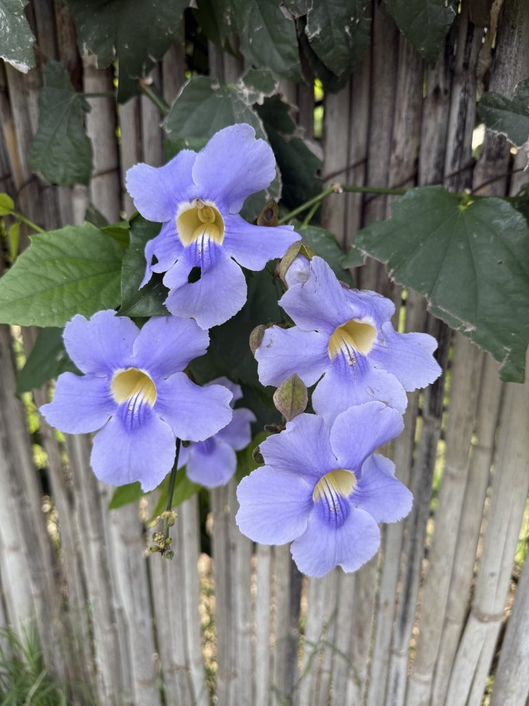 Cluster of purple flowers climbing a rustic wooden fence surrounded by fresh green leaves in rainy-season Lake Atitlán.