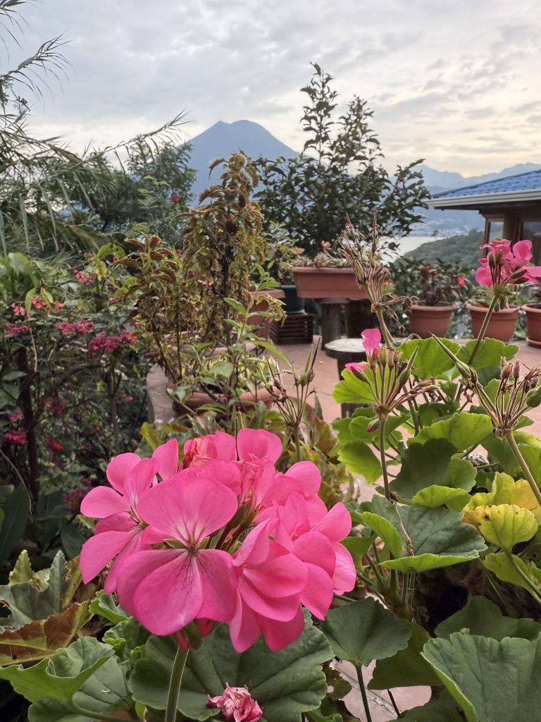 Pink geraniums on a terrace garden overlooking Lake Atitlán and a volcano under a cloudy rainy-season sky.