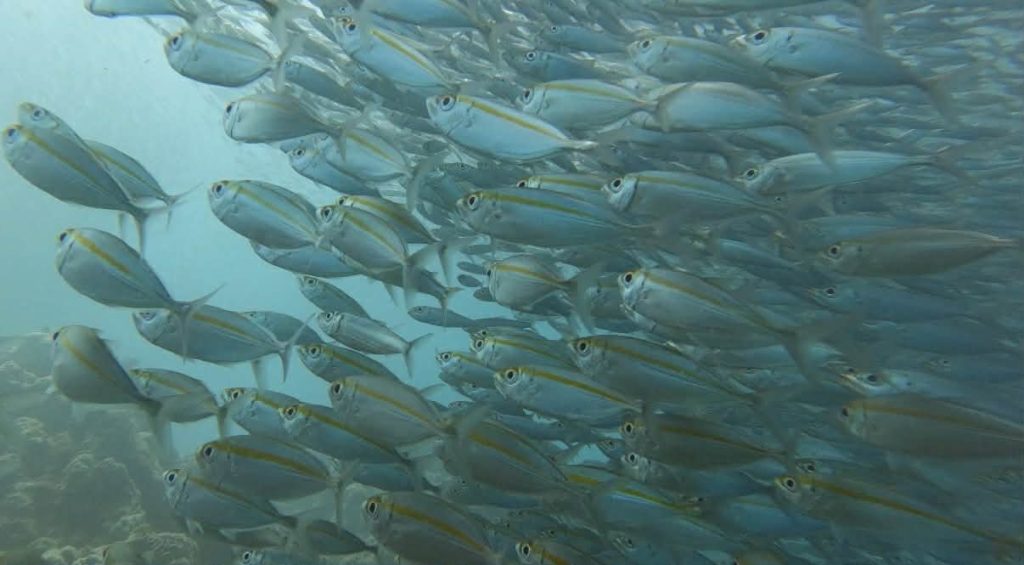 Underwater view of the sardine run in Moalboal, Cebu, Philippines, near the reef