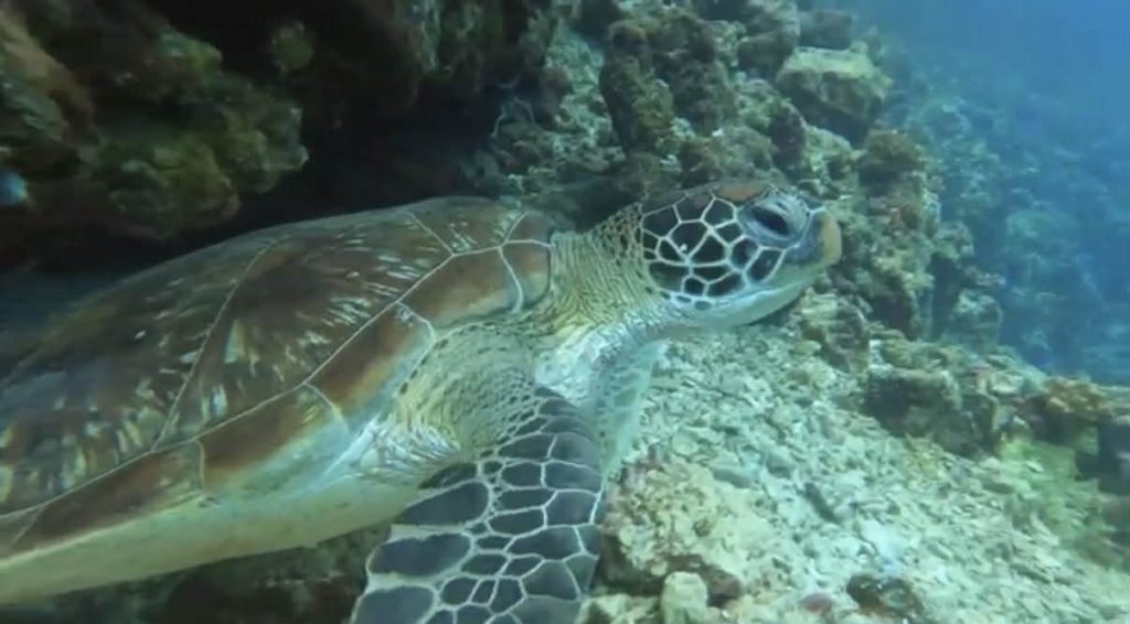 Sea turtle swimming over coral reef in Moalboal, Cebu, Philippines.