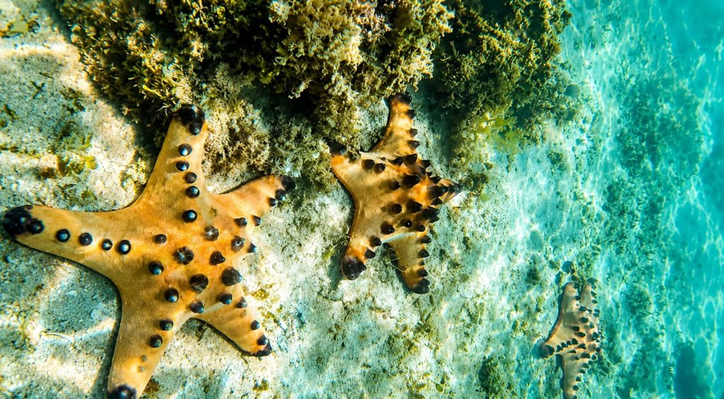 Starfish in shallow clear water at Starfish Island in Honda Bay, Palawan, with coral and sandy seabed visible underwater.