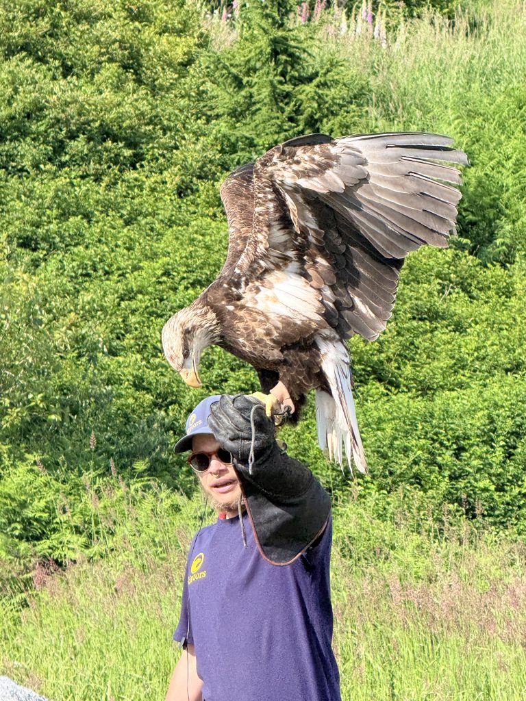 Eagle spreading its wings on a handler’s glove during the Birds in Motion show at Grouse Mountain.