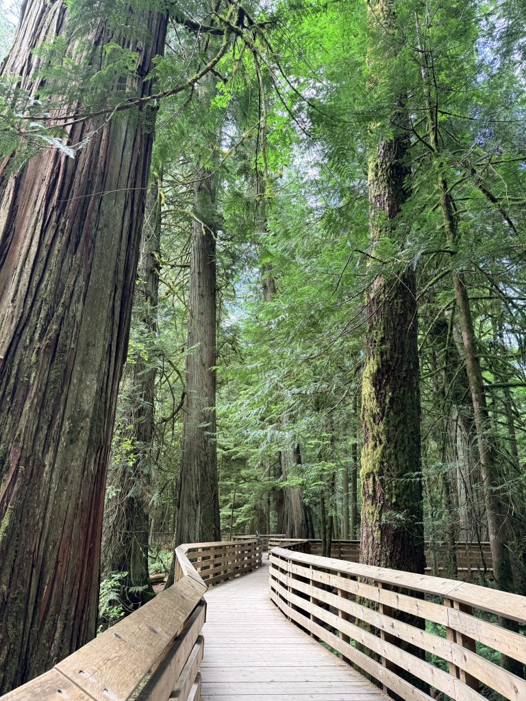 Boardwalk passing between massive old-growth trees in Cathedral Grove on Vancouver Island.