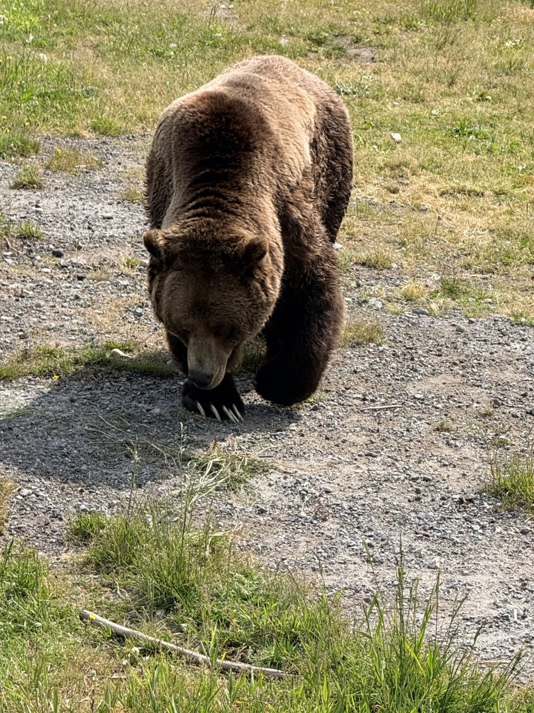 Grizzly bear walking through the wildlife refuge at Grouse Mountain in North Vancouver.
