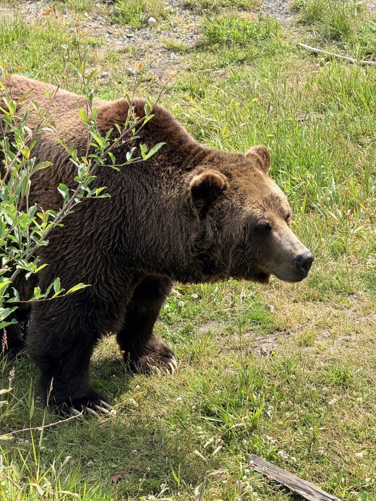 Grizzly bear walking through the wildlife refuge at Grouse Mountain in North Vancouver.