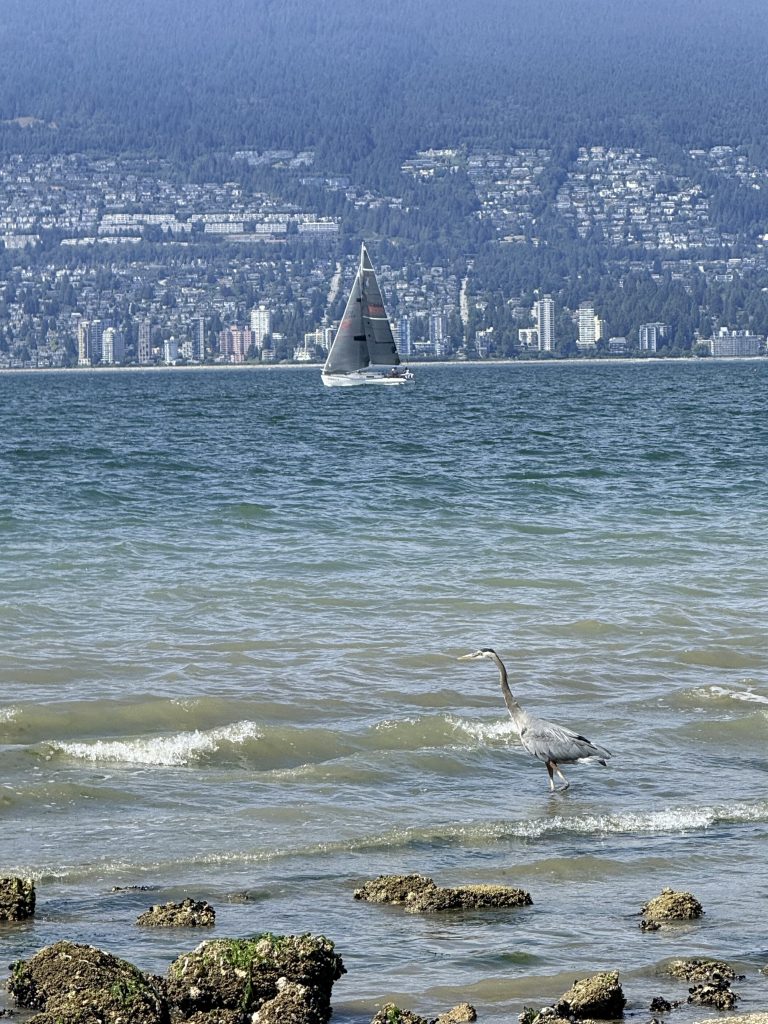 Great blue heron standing in the water with a sailboat and North Vancouver shoreline in the background.