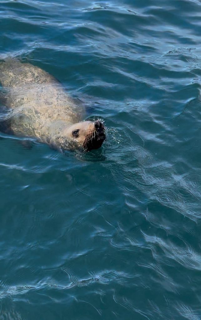Sea lion swimming in blue coastal waters during a whale-watching tour off Vancouver Island.