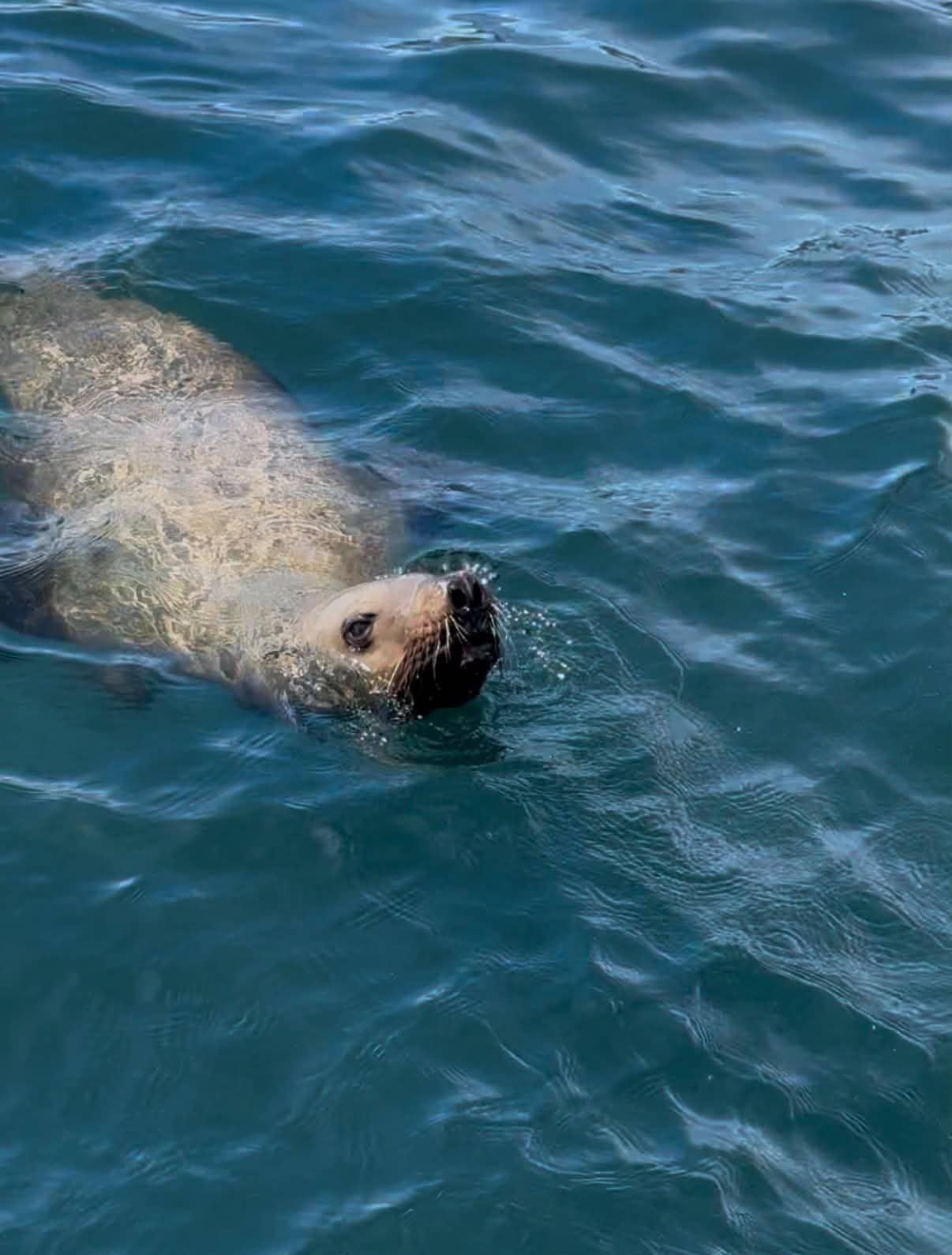 Sea lion swimming in blue coastal waters during a whale-watching tour off Vancouver Island.