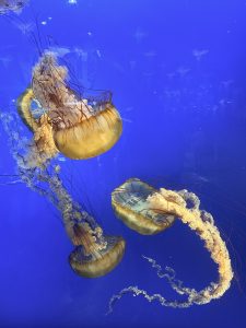 Colourful jellyfish swimming in a blue tank at the Vancouver Aquarium in Stanley Park.