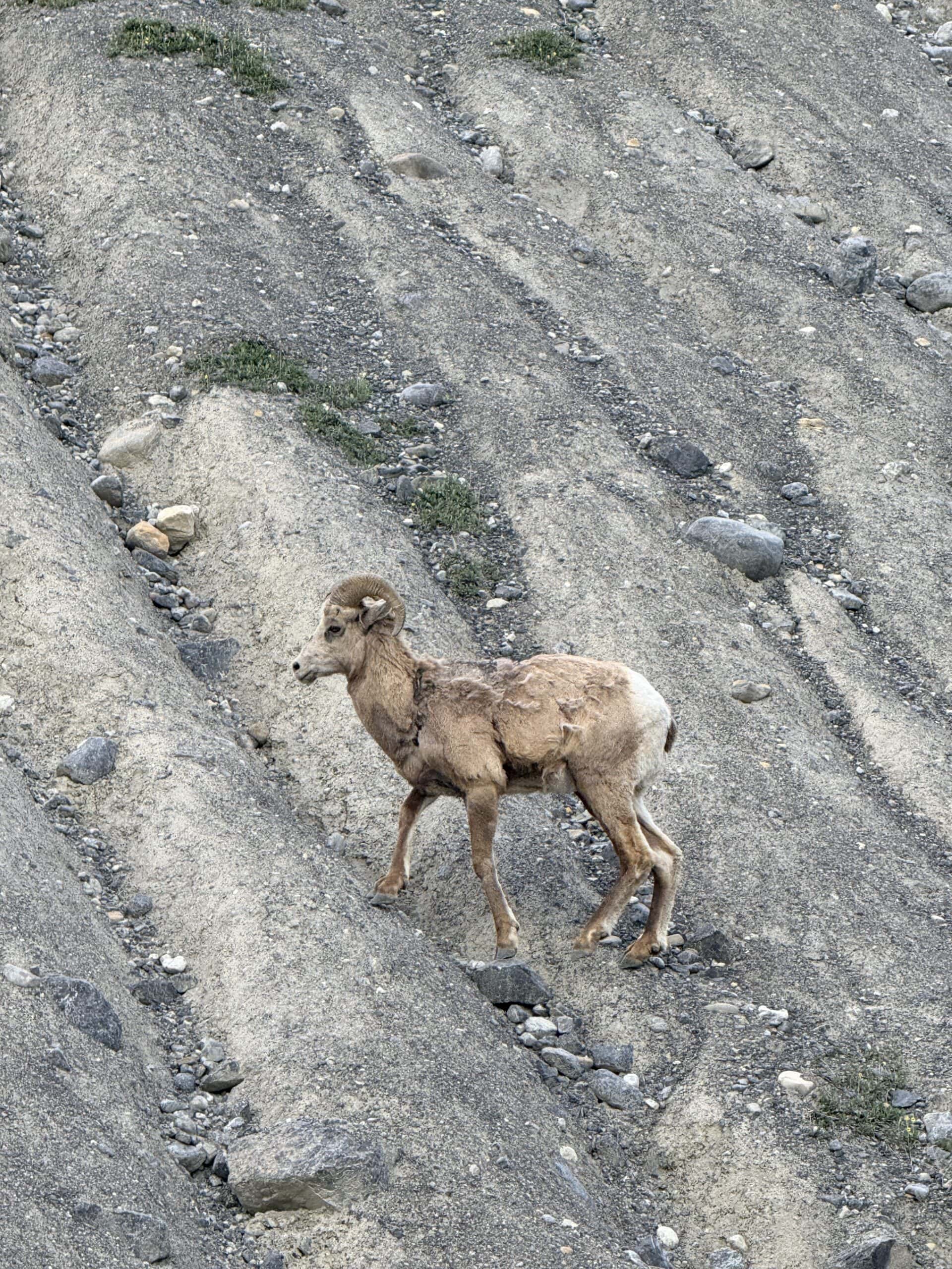Bighorn sheep spotted along the Icefields Parkway in the Canadian Rockies
