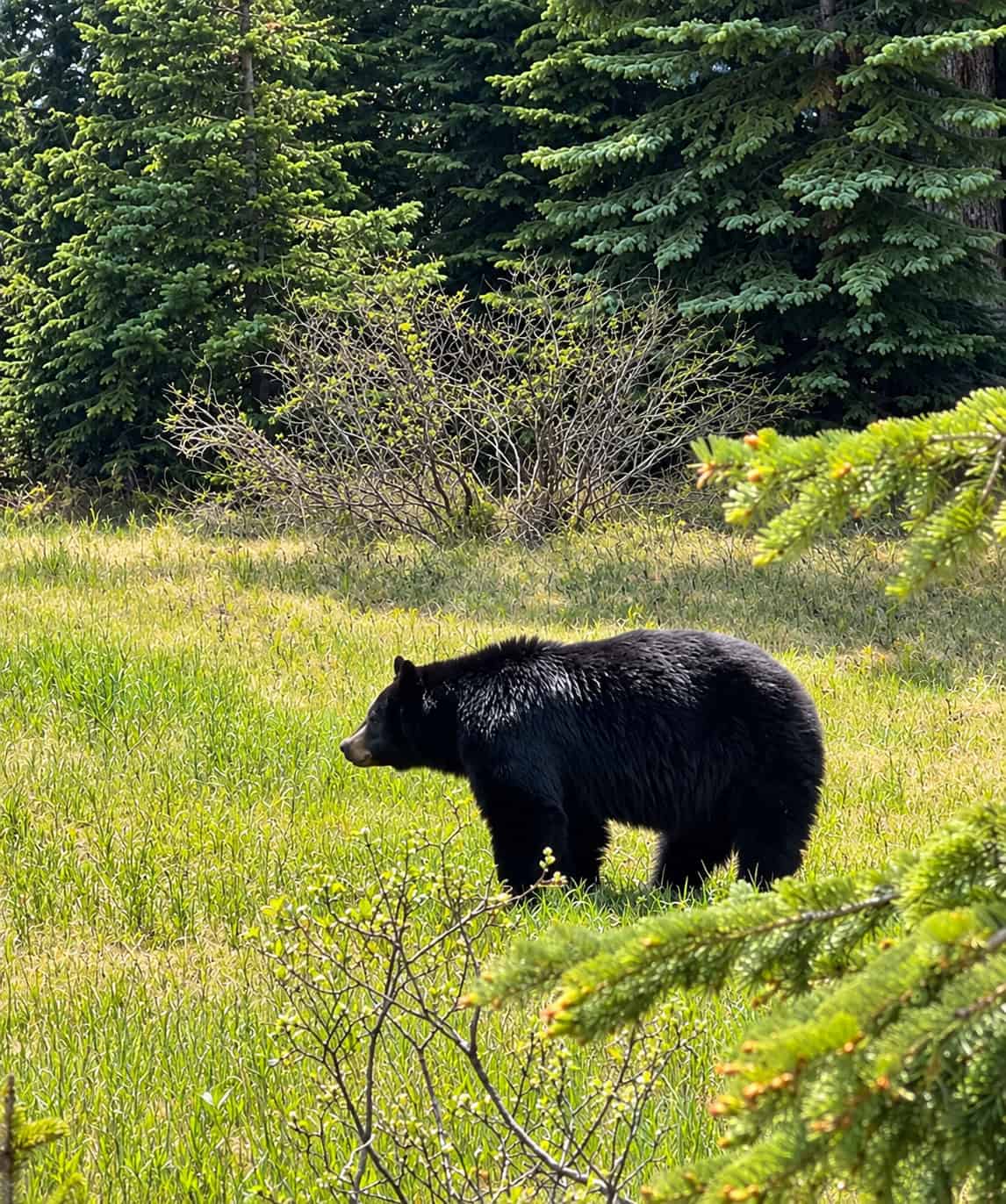 Black bear spotted along the Icefields Parkway in the Canadian Rockies