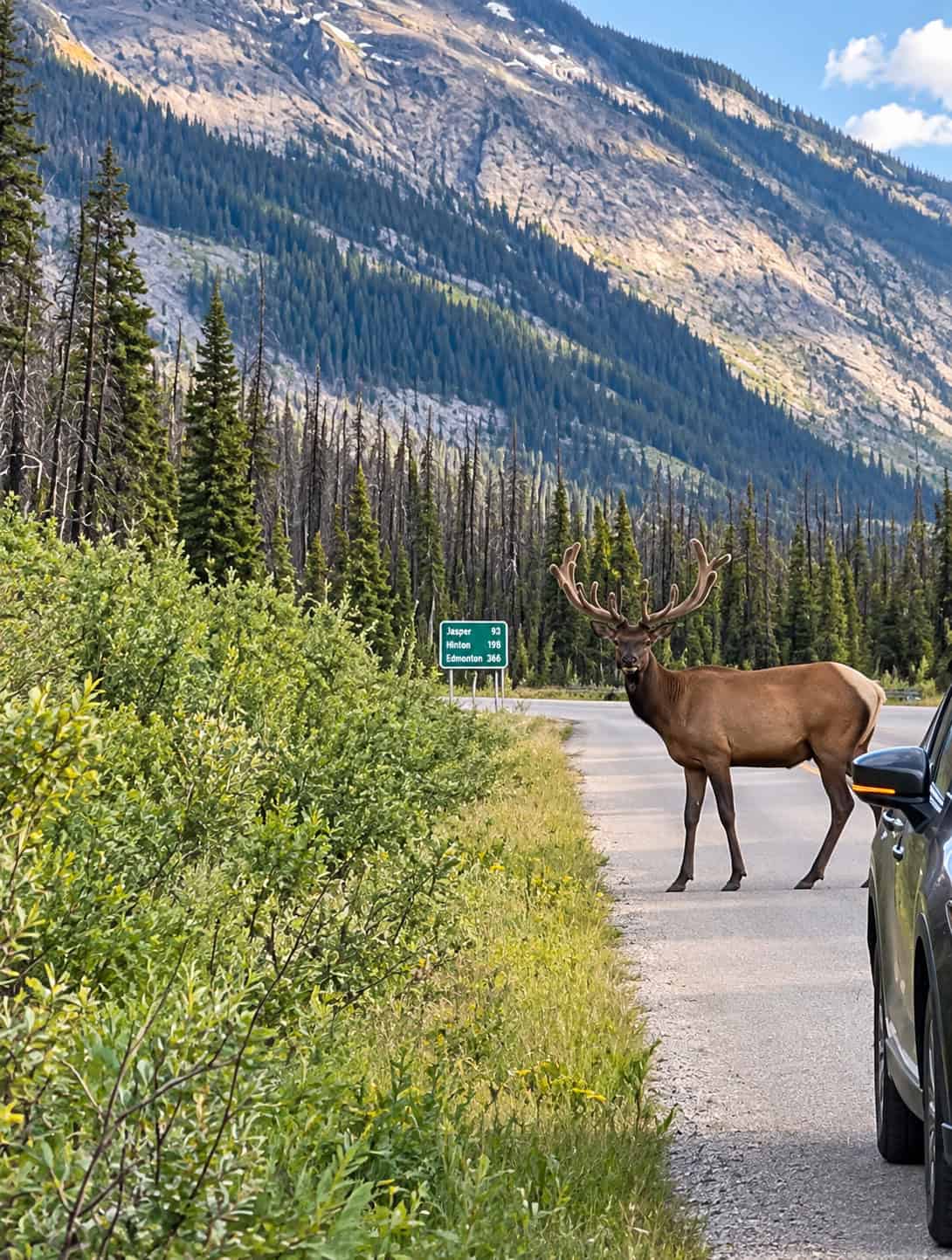 Bull elk crossing the road along the Icefields Parkway in the Canadian Rockies