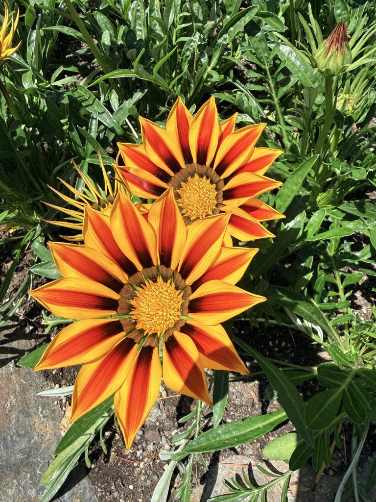 Bright orange and red flowers blooming at The Butchart Gardens near Victoria, British Columbia.