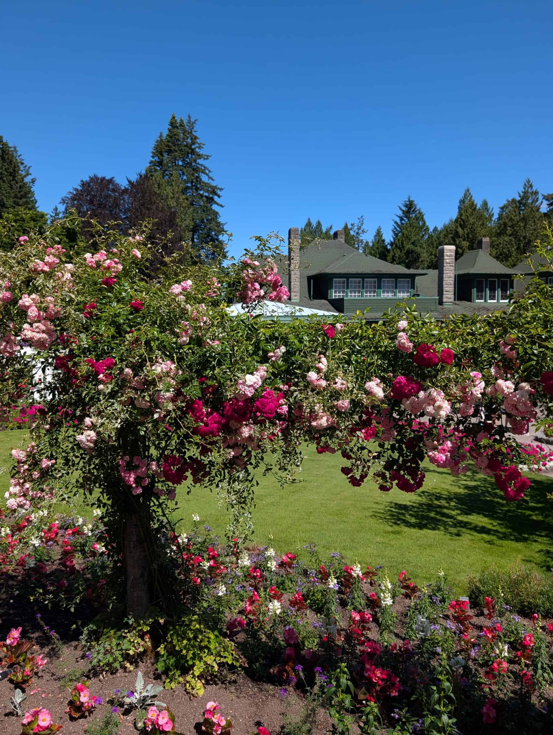 Pink and red roses surrounding a green lawn at the Rose Garden in Butchart Gardens, Victoria, BC.