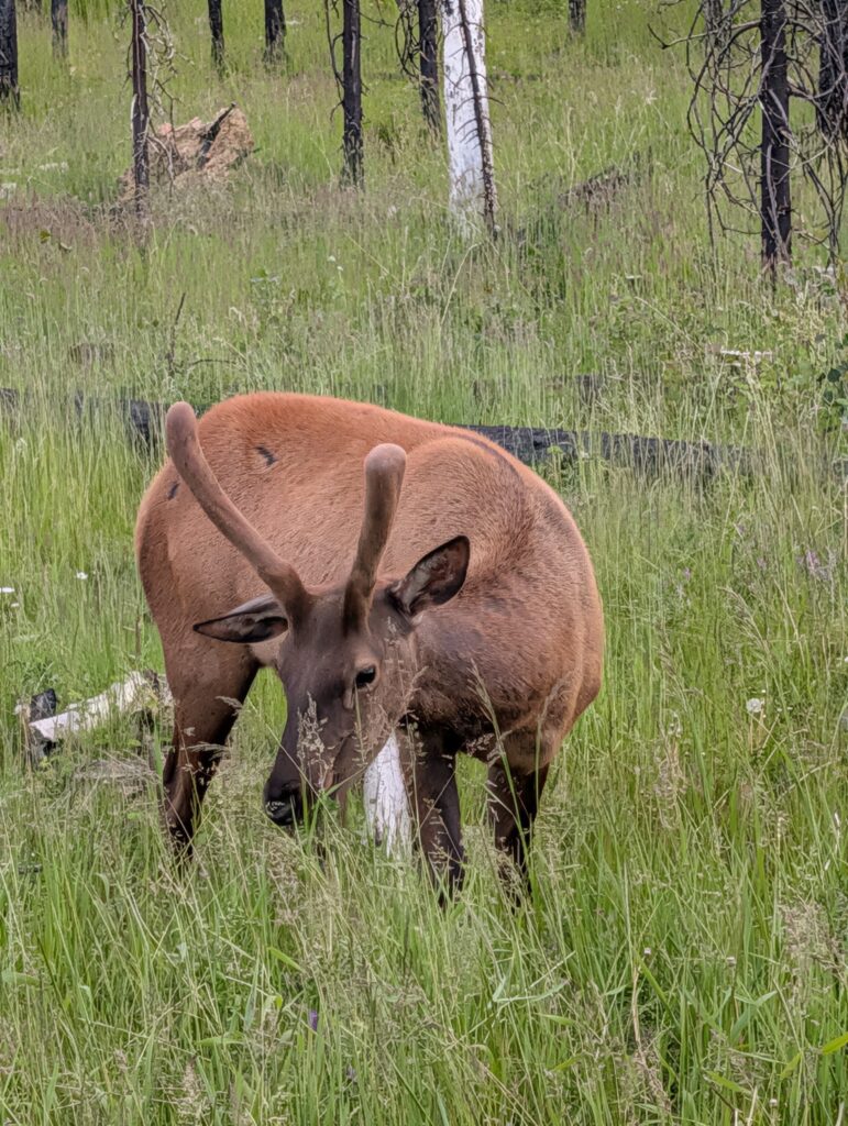 Elk with velvet antlers grazing in a grassy forest clearing near the Icefields Parkway in Jasper National Park.