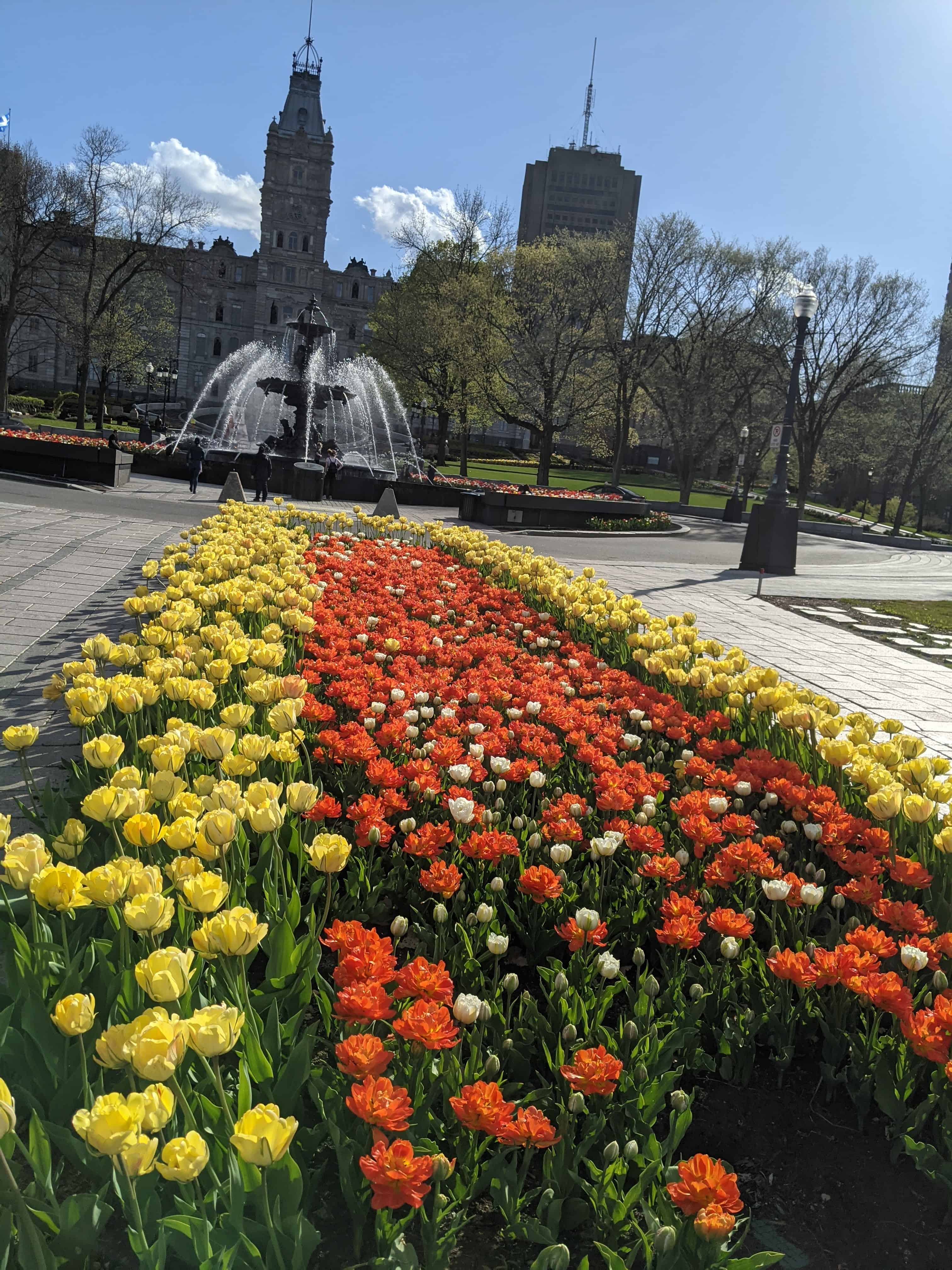 Fontaine de Tourny in Quebec City surrounded by bright yellow and orange tulips in spring, with the Parliament Building in the background.