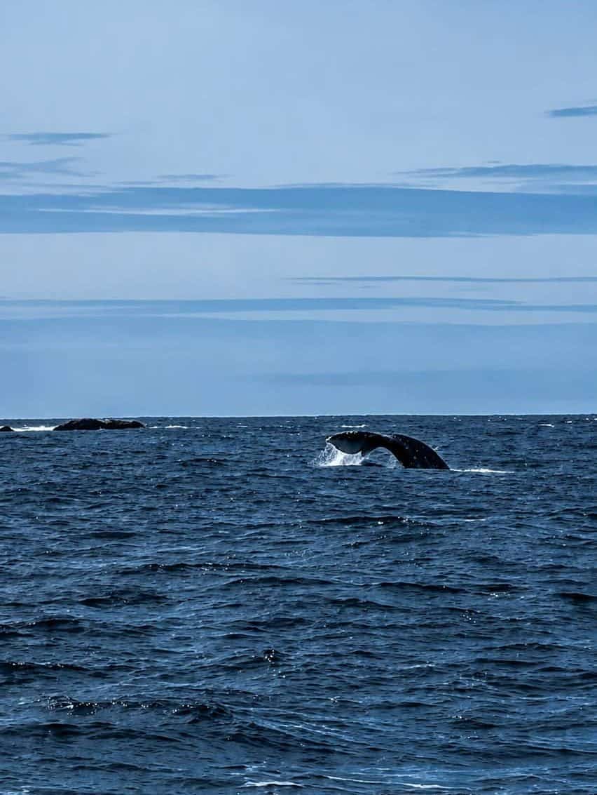 Grey whale diving in the ocean during a whale watching tour on Vancouver Island