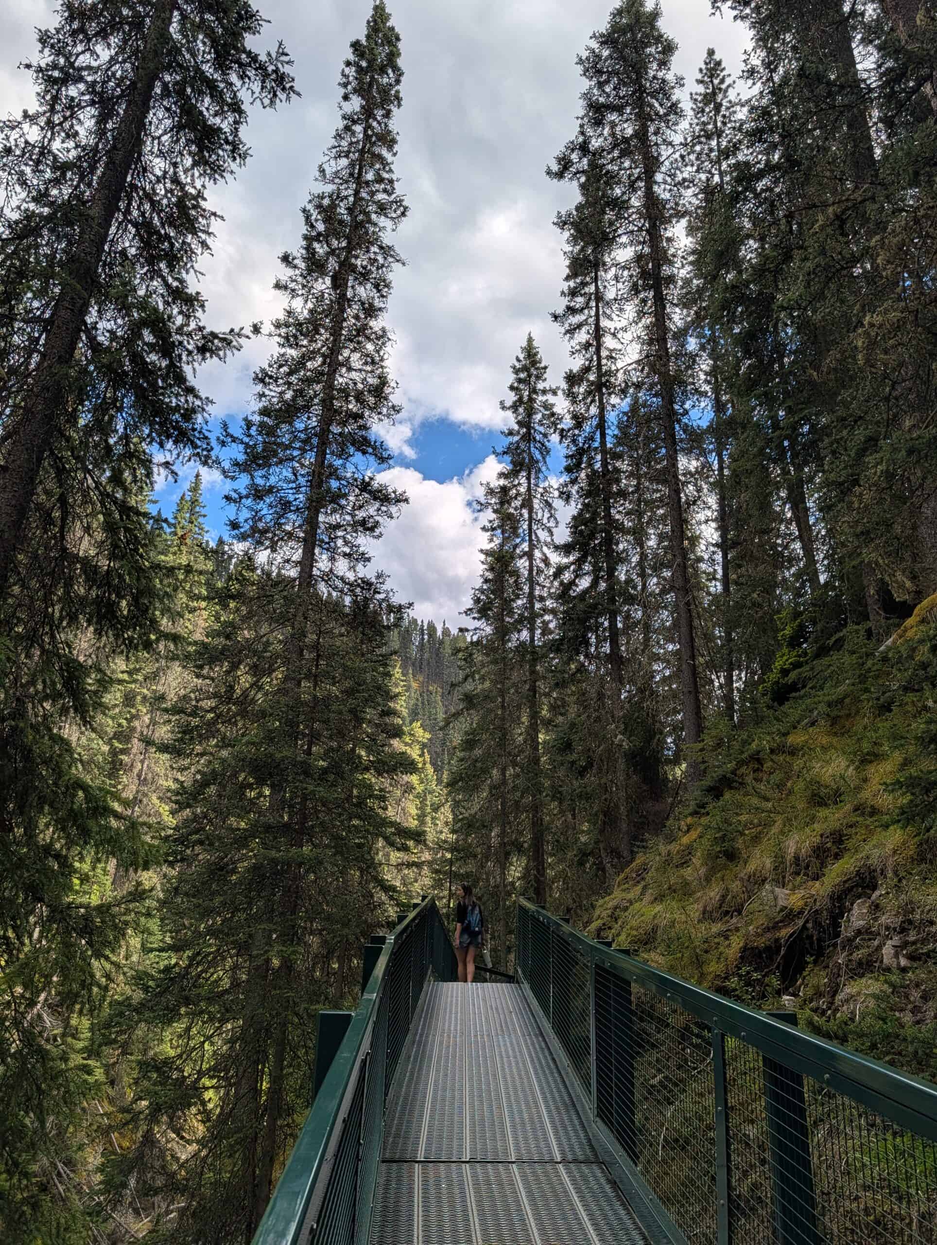 Elevated metal catwalk winding through dense evergreen forest in Johnston Canyon, Banff National Park.