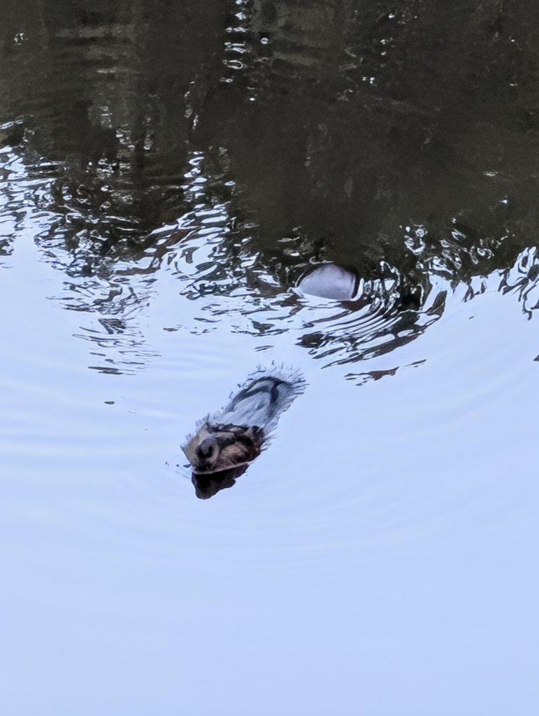 Resident beaver swimming near Sproat Lake Landing Resort at dusk.
