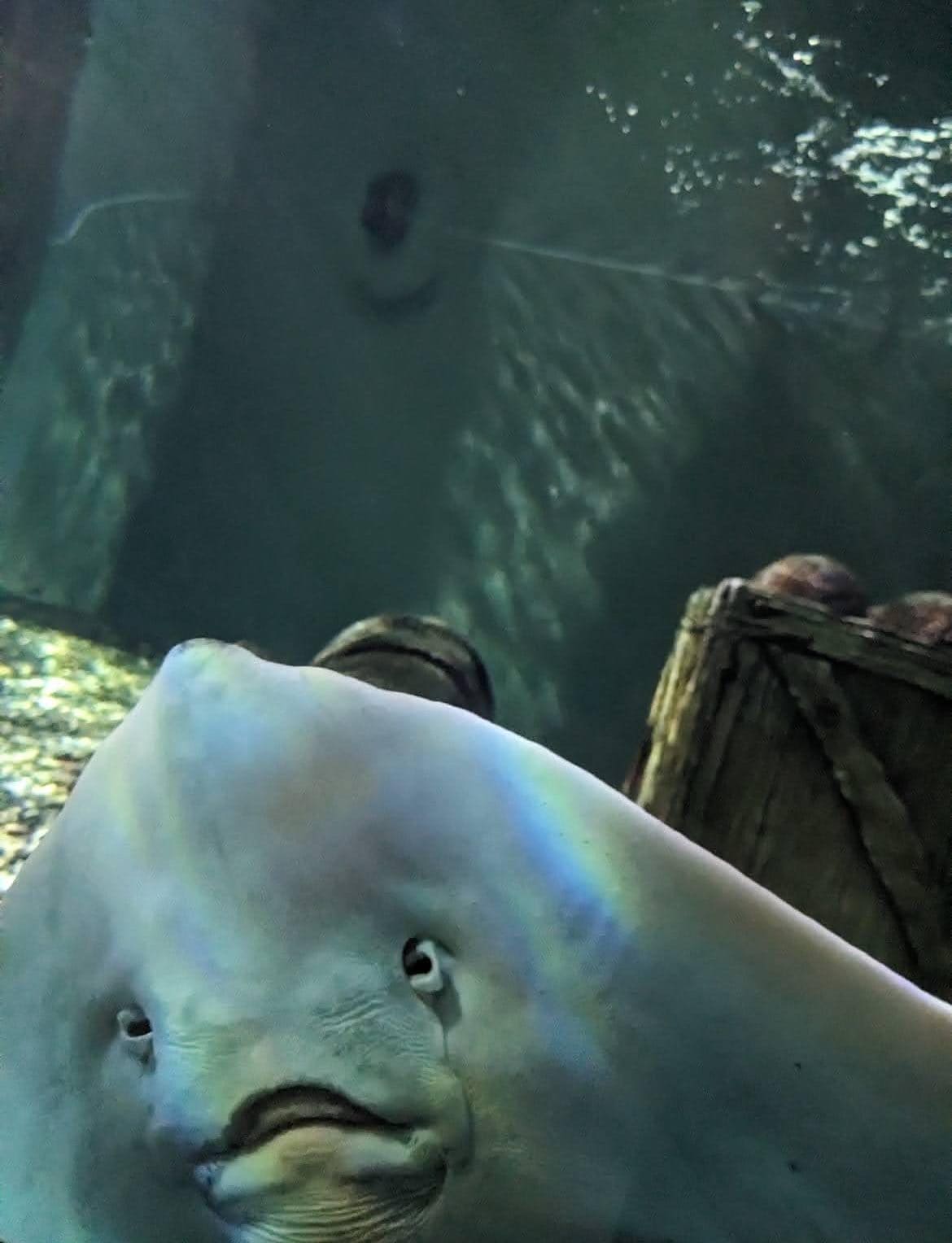 Stingray swimming inside a tank at the Aquarium du Québec in Quebec City