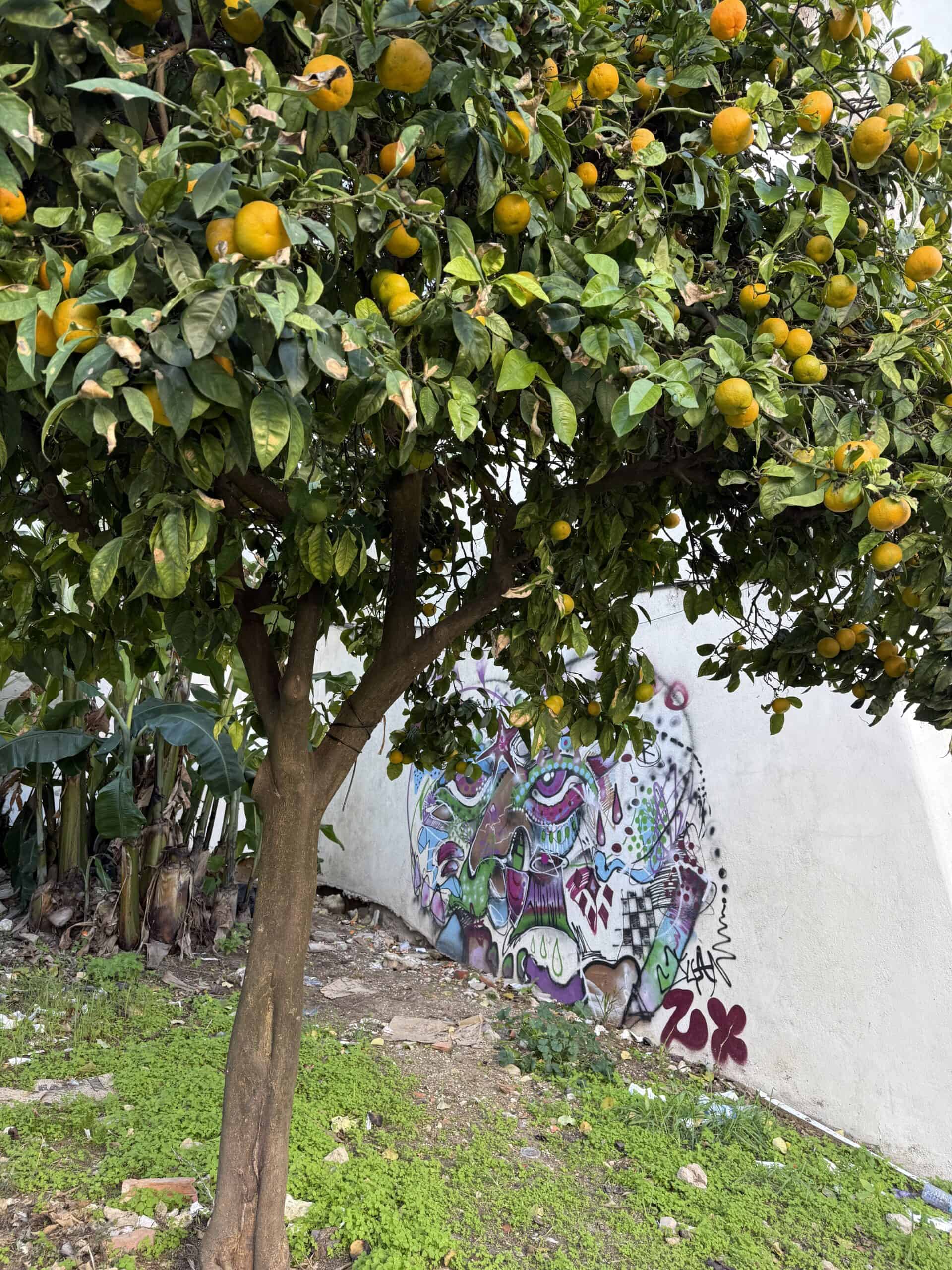 Orange tree beside a graffiti-covered wall in Alfama.