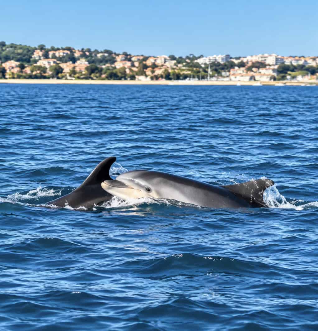 Bottlenose dolphin surfacing in the Sado Estuary near Setúbal, Portugal