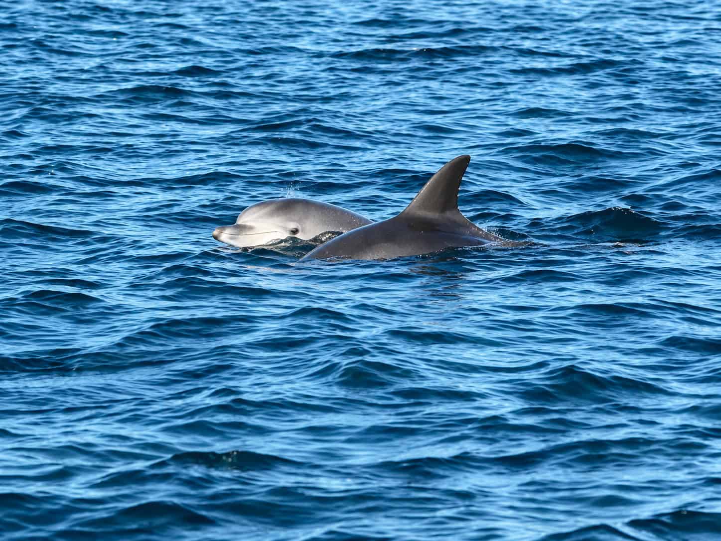 Two bottlenose dolphins swimming together in the blue waters of the Sado Estuary near Setúbal, Portugal
