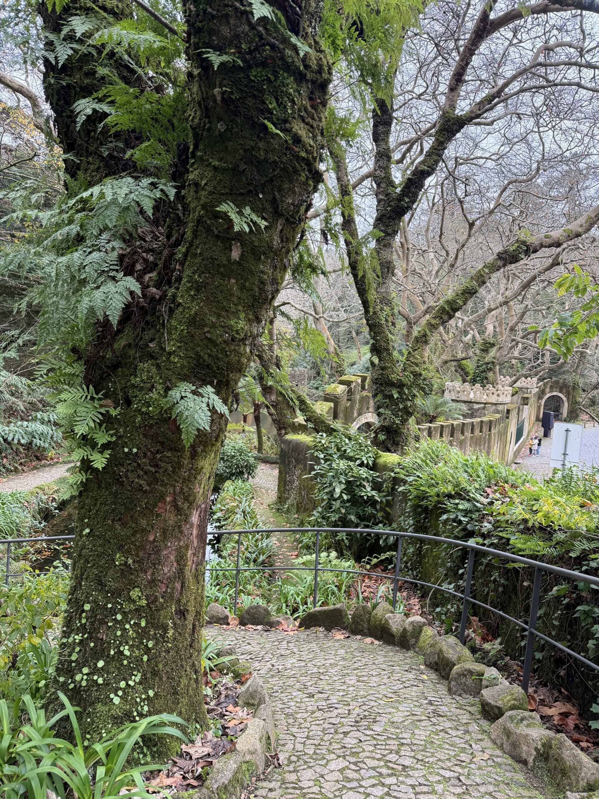 Moss-covered forest path along Caminho dos Lagos in Pena Park, surrounded by ferns and dense greenery.