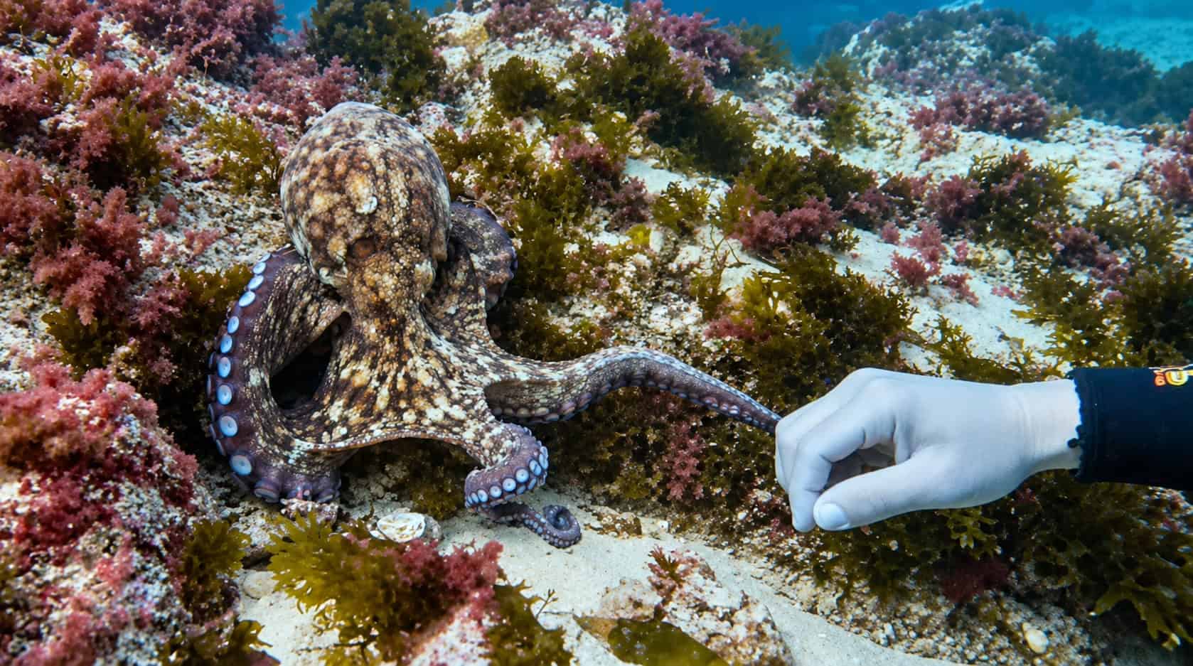 Octopus beside a scuba diver’s gloved hand during a dive in Sesimbra, Portugal