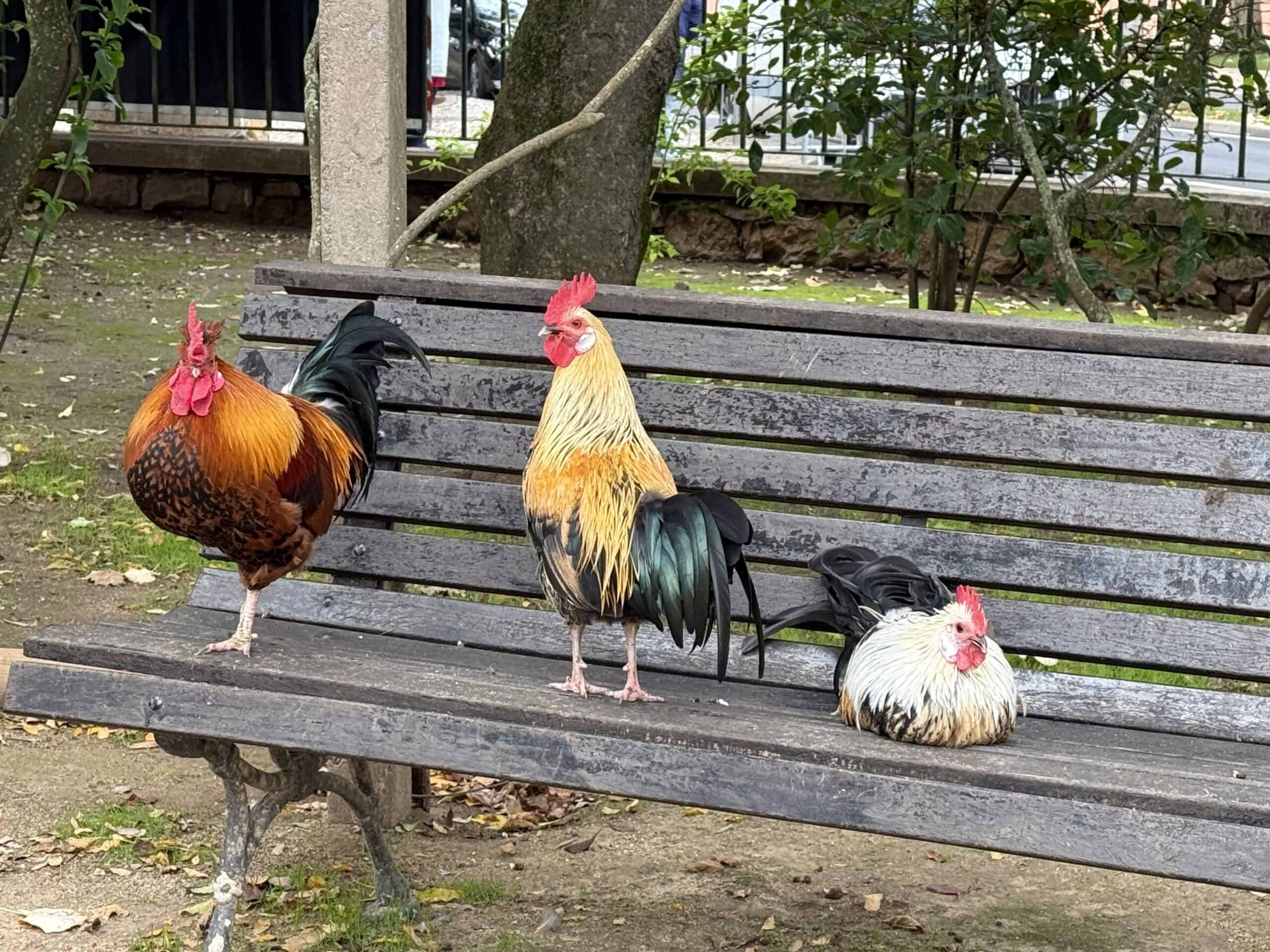 Three colourful roosters perched on a wooden park bench in Parque Marechal Carmona, Cascais, Portugal.