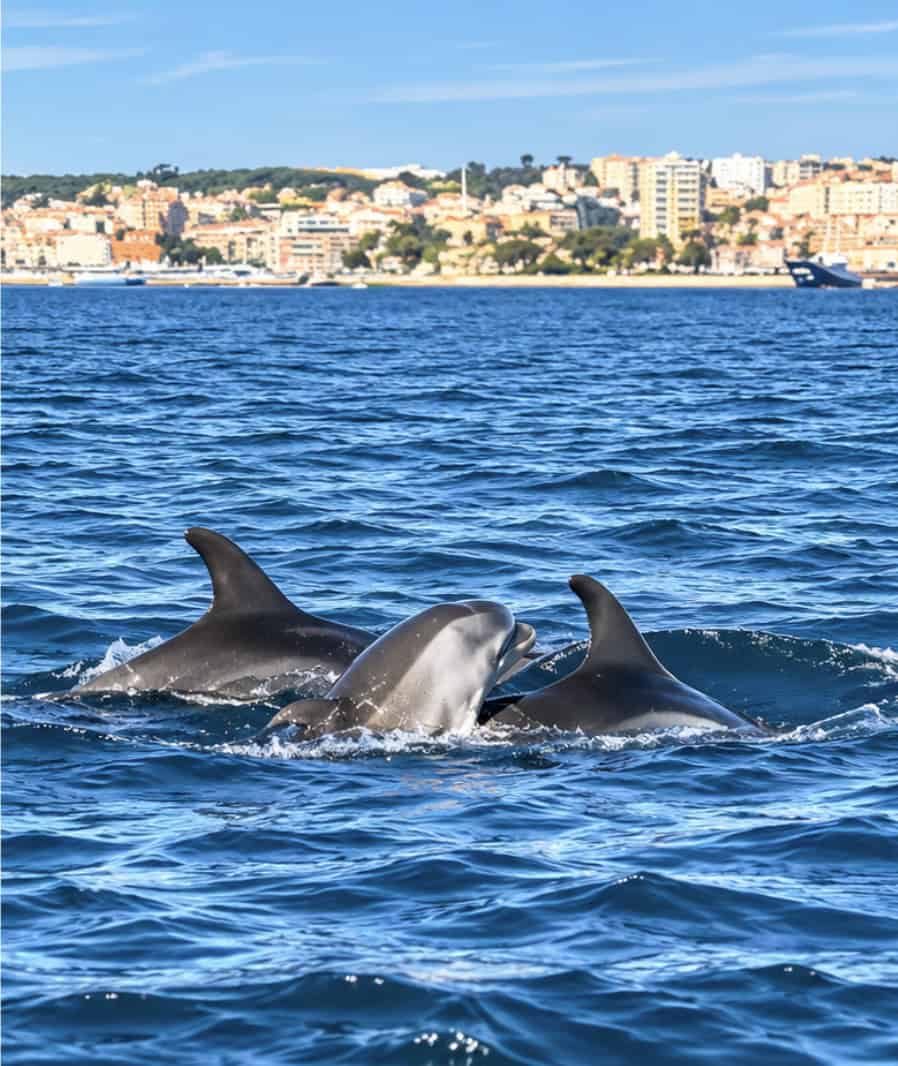 Resident bottlenose dolphin pod swimming in the Sado Estuary near Setúbal, Portugal