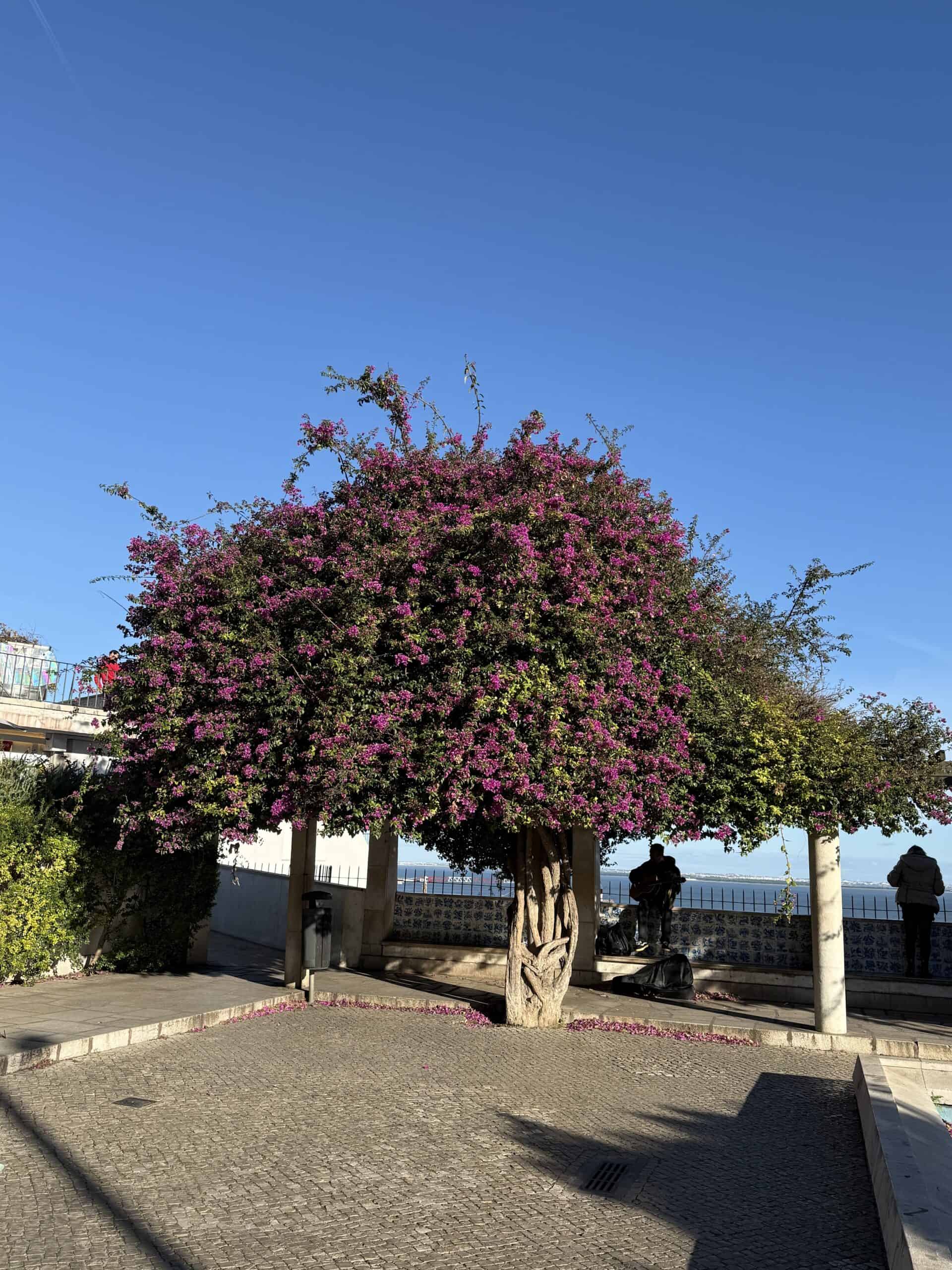 Bougainvillea growing around the pergola at Santa Luzia viewpoint in Lisbon.