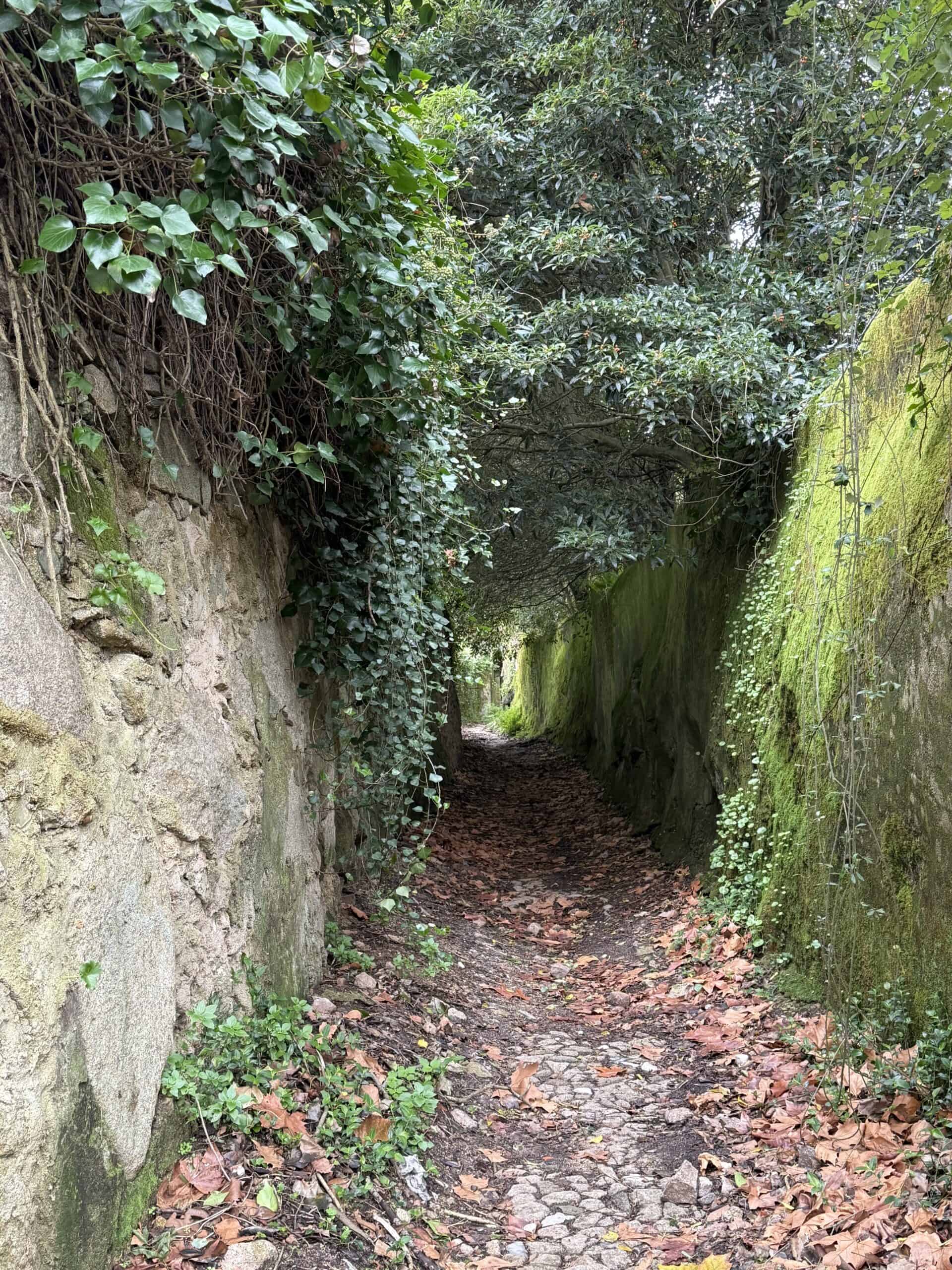 Leaf-covered hiking path between tall stone walls draped with ivy and moss beneath overhanging trees in Sintra.