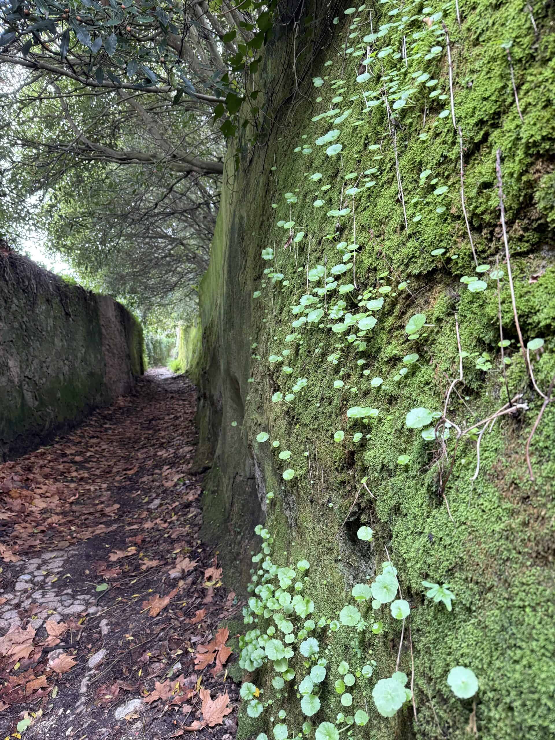 Small green plants trailing down a moss-covered wall beside a shaded forest path in Sintra.